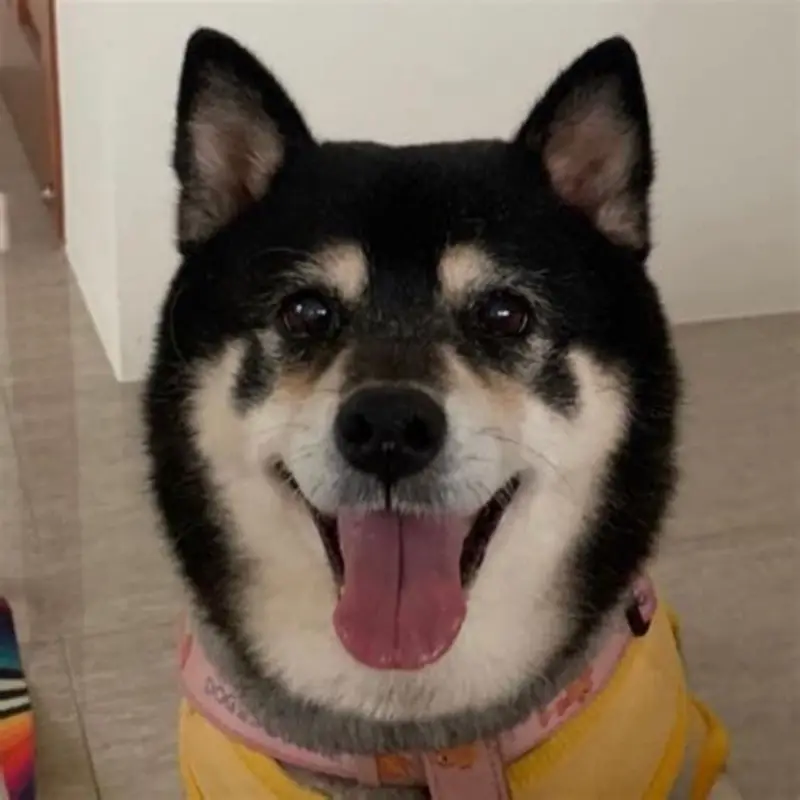 用于 AI 图生图的柴犬原图